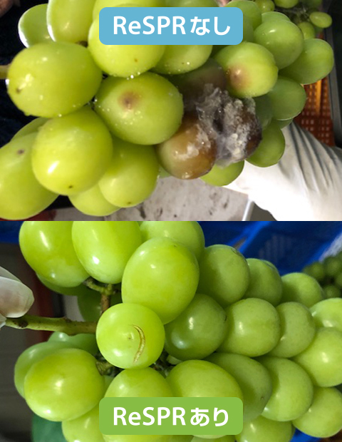 マスカットの鮮度検証