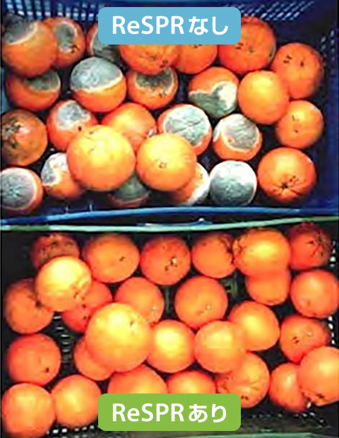 オレンジの鮮度検証